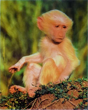 Albino Olive Baboon b A. Morris