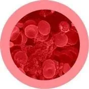 Blood Cells