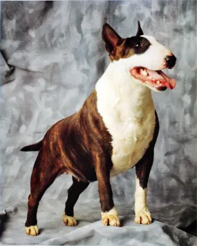 Bull Terrier