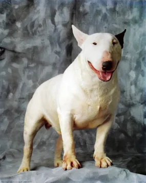 Bull Terrier