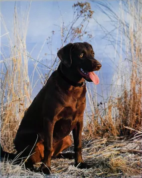 Chocolate Labrador by William J. Mullins