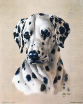 Dalmatian by Judy Gibson