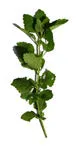 Lemon balm