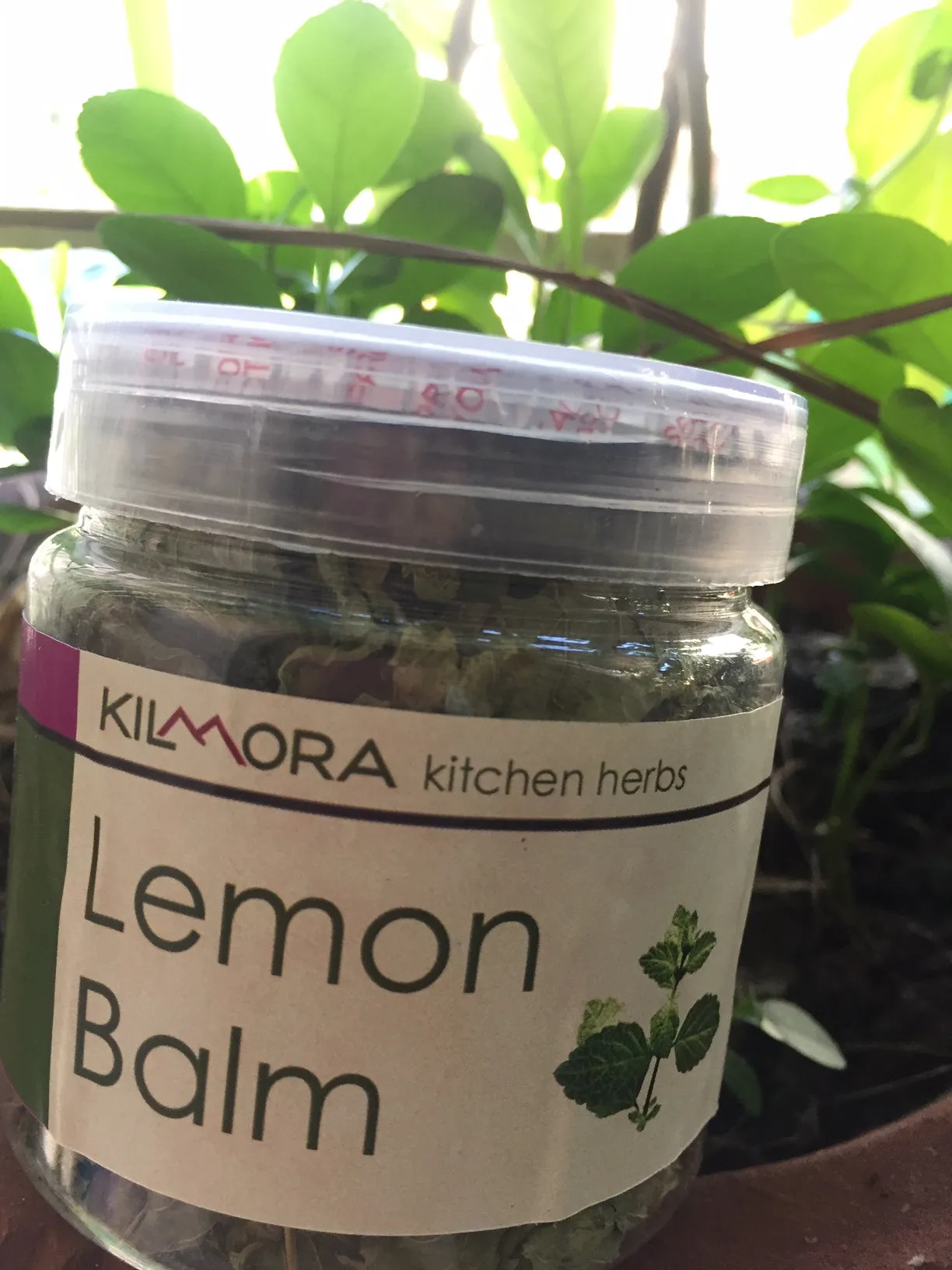 Lemon balm