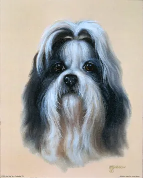 Shih Tzu by Judy Gibson